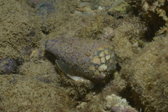 Conus marmoreus