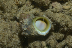 Turbo chrysostomus