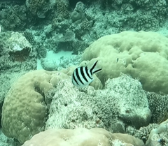 ロクセンスズメダイ