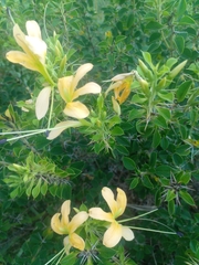 Barleria rotundifolia
