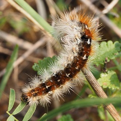 Diacrisia purpurata