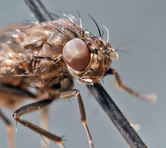 Dichaeta caudata