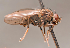 Dichaeta caudata