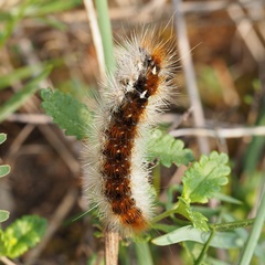 Diacrisia purpurata