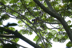 Cercopithecus wolfi elegans