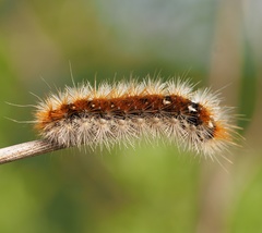 Diacrisia purpurata