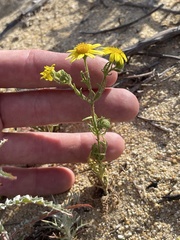 Senecio californicus