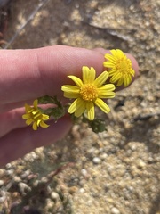 Senecio californicus