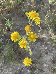 Senecio californicus