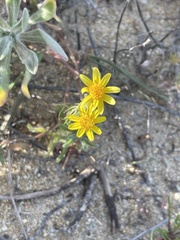 Senecio californicus