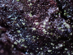 Normandina acroglypta