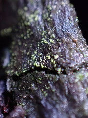 Normandina acroglypta