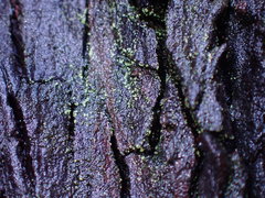 Normandina acroglypta