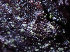 Normandina acroglypta