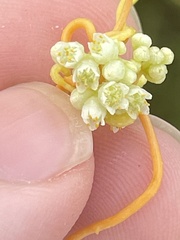 Cuscuta indecora