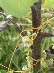 Cuscuta indecora