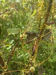 Cuscuta indecora