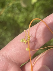 Cuscuta indecora