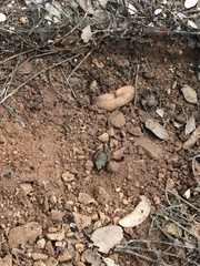 Eleutherodactylus marnockii