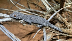 Strophurus intermedius