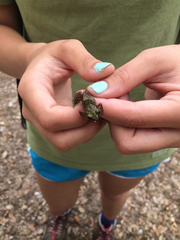 Eleutherodactylus marnockii