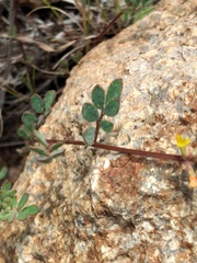 Acmispon micranthus