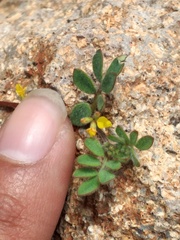 Acmispon micranthus