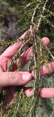 Melaleuca parvistaminea