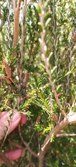Melaleuca parvistaminea