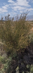 Melaleuca parvistaminea