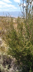Melaleuca parvistaminea