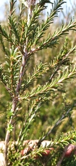 Melaleuca parvistaminea