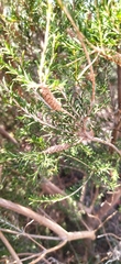 Melaleuca parvistaminea