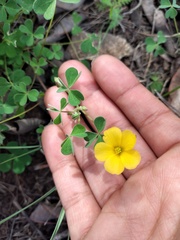 Oxalis californica