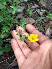 Oxalis californica