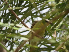 Ptilotula keartlandi