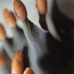 Peltigera cinnamomea