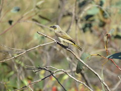 Ptilotula keartlandi