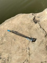 Paracercion calamorum