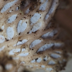 Peltigera cinnamomea