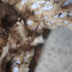 Peltigera cinnamomea