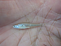 Notropis buchanani