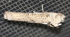 Ortholomia moluccana