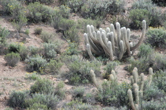 Oreocereus leucotrichus