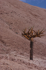 Browningia candelaris