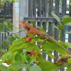 Calotes versicolor
