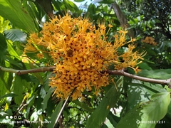 Saraca thaipingensis