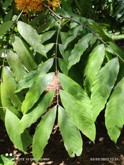 Saraca thaipingensis