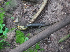 Trachylepis comorensis