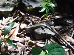 Trachylepis comorensis